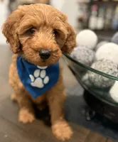 Dark Blue Boy, a male Goldendoodle for sale in Houston, TX – 6 of 6