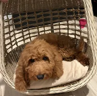 Pink Girl, a female Goldendoodle for sale in Houston, TX – 4 of 10