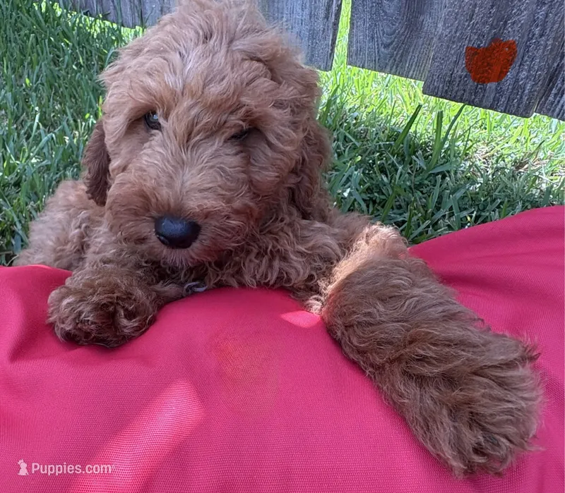 Orange Girl – Double Doodle puppy for sale in New Caney, TX