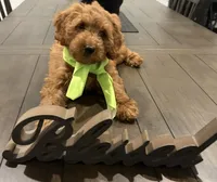 Light Green Boy, a male Double Doodle for sale in New Caney, TX – 3 of 8