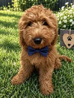 Dark Blue Boy, a male Goldendoodle for sale in Houston, TX – 2 of 6