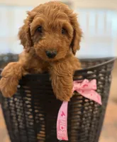 Pink Girl, a female Double Doodle for sale in New Caney, TX – 8 of 8