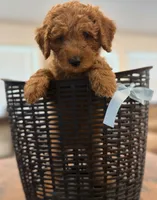 Light Blue Boy, a male Double Doodle for sale in New Caney, TX – 4 of 9