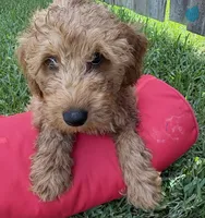 Light Blue Boy, a male Double Doodle for sale in New Caney, TX – 8 of 9