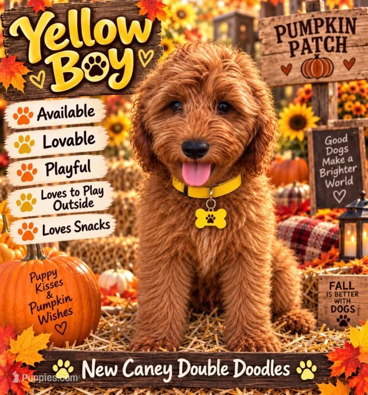 Yellow Boy – Goldendoodle puppy for sale in Houston, TX