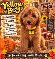 Yellow Boy, a male Goldendoodle for sale in Houston, TX – 1 of 10