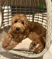Light Green Boy, a male Goldendoodle for sale in Houston, TX – 3 of 7
