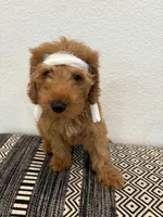 Beige Boy, a male Double Doodle for sale in New Caney, TX – 3 of 6
