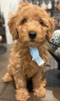 Light Blue Boy, a male Double Doodle for sale in New Caney, TX – 2 of 9