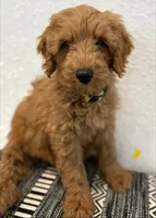 Yellow Boy, a male Double Doodle for sale in New Caney, TX – 2 of 6
