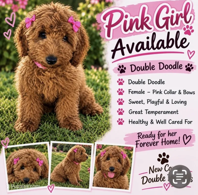 Pink Girl – Goldendoodle puppy for sale in Houston, TX