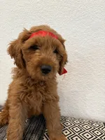 Red Boy, a male Double Doodle for sale in New Caney, TX – 6 of 8