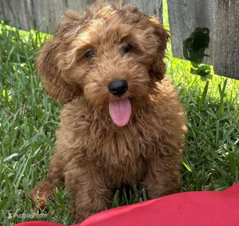 Dark Green Girl  – Double Doodle puppy for sale in New Caney, TX
