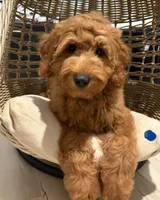 Dark Blue Boy, a male Goldendoodle for sale in Houston, TX – 4 of 9