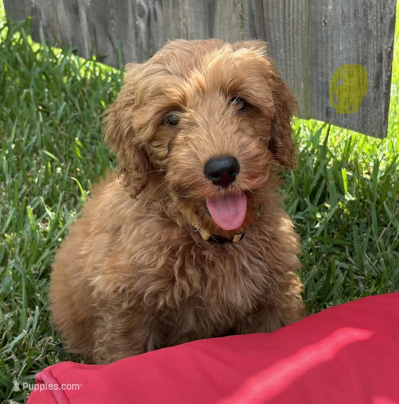 Yellow Boy – Double Doodle puppy for sale in New Caney, TX