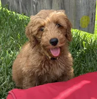 Yellow Boy, a male Double Doodle for sale in New Caney, TX – 1 of 6