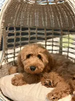 Yellow Boy, a male Goldendoodle for sale in Houston, TX – 3 of 9