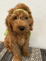 Light Green Boy, a male Double Doodle for sale in New Caney, TX – 6 of 8