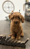 Black Girl , a female Double Doodle for sale in New Caney, TX – 5 of 7