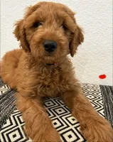 Red Boy, a male Double Doodle for sale in New Caney, TX – 2 of 8