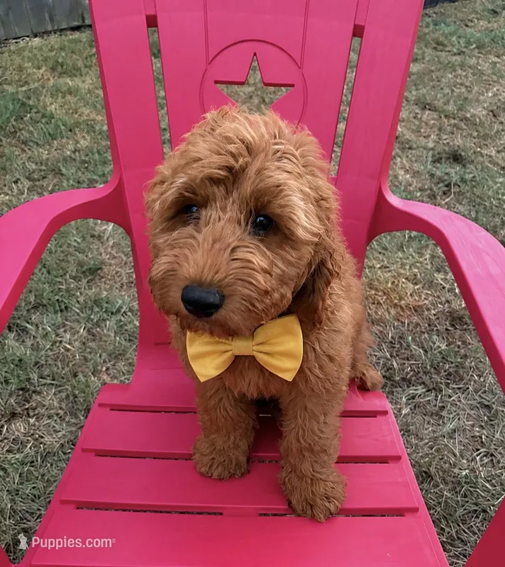 Yellow Boy – Goldendoodle puppy for sale in Houston, TX