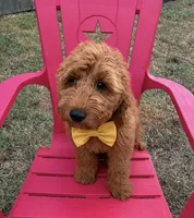 Yellow Boy, a male Goldendoodle for sale in Houston, TX – 1 of 9