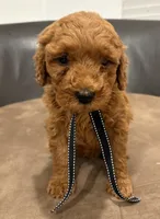 Black Girl , a female Double Doodle for sale in New Caney, TX – 7 of 7