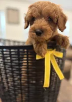 Yellow Boy, a male Double Doodle for sale in New Caney, TX – 6 of 6