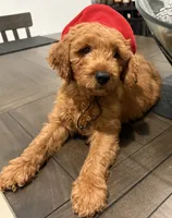 Red Boy, a male Double Doodle for sale in New Caney, TX – 7 of 8