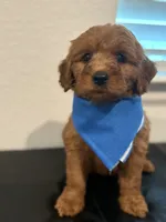 Light Blue Boy, a male Double Doodle for sale in New Caney, TX – 5 of 9
