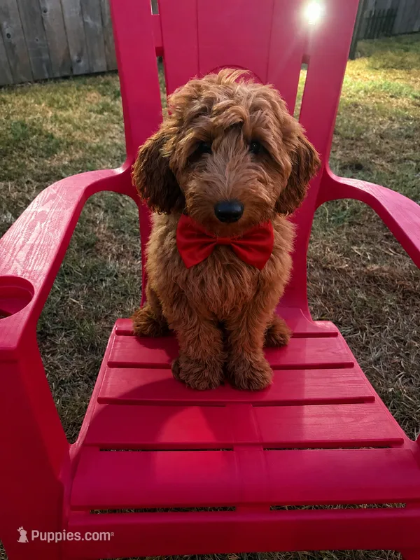 Red Boy – Goldendoodle puppy for sale in Houston, TX