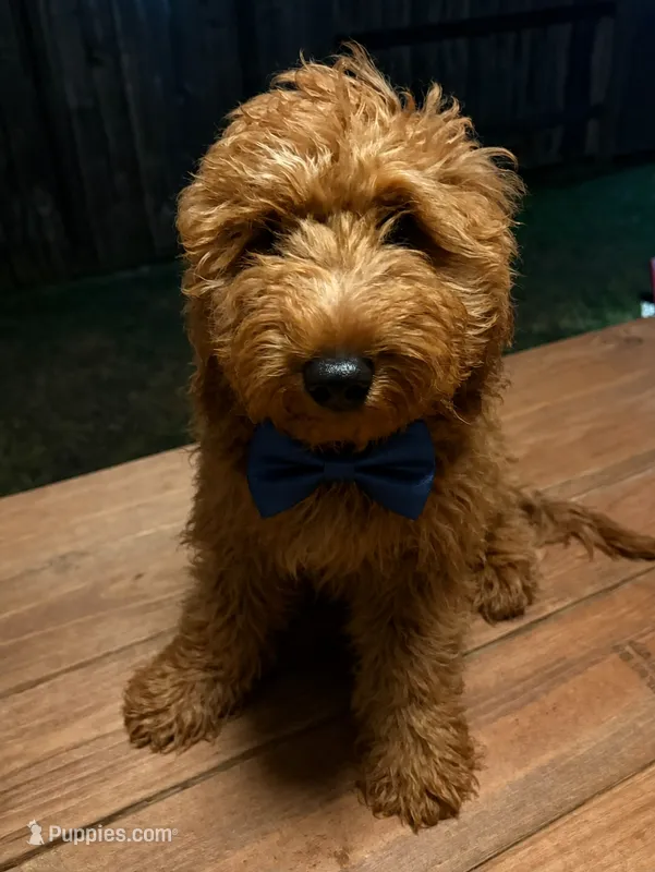 Dark Blue Boy – Goldendoodle puppy for sale in Houston, TX