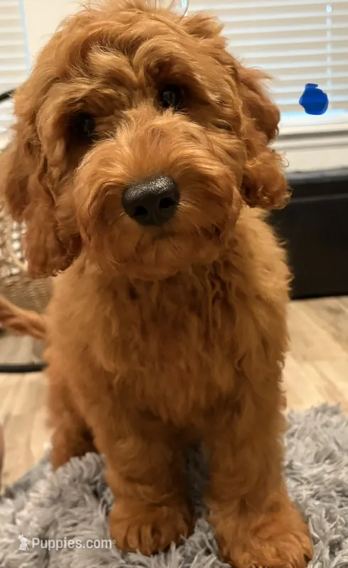 Dark Blue Boy – Goldendoodle puppy for sale in Houston, TX