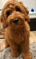 Dark Blue Boy, a male Goldendoodle for sale in Houston, TX – 2 of 9