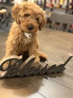 Beige Boy, a male Double Doodle for sale in New Caney, TX – 4 of 6