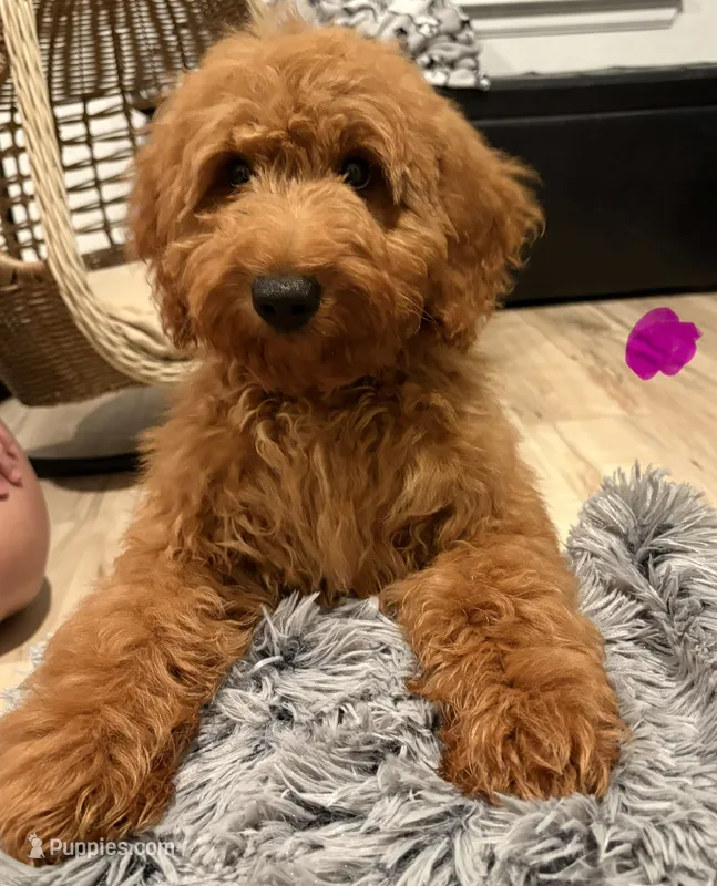 Pink Girl – Goldendoodle puppy for sale in Houston, TX