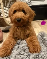 Pink Girl, a female Goldendoodle for sale in Houston, TX – 2 of 10