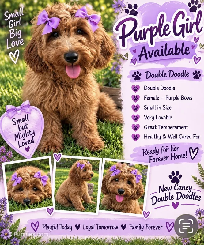 Purple  Girl  – Goldendoodle puppy for sale in Houston, TX