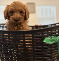 Dark Green Girl , a female Double Doodle for sale in New Caney, TX – 5 of 6