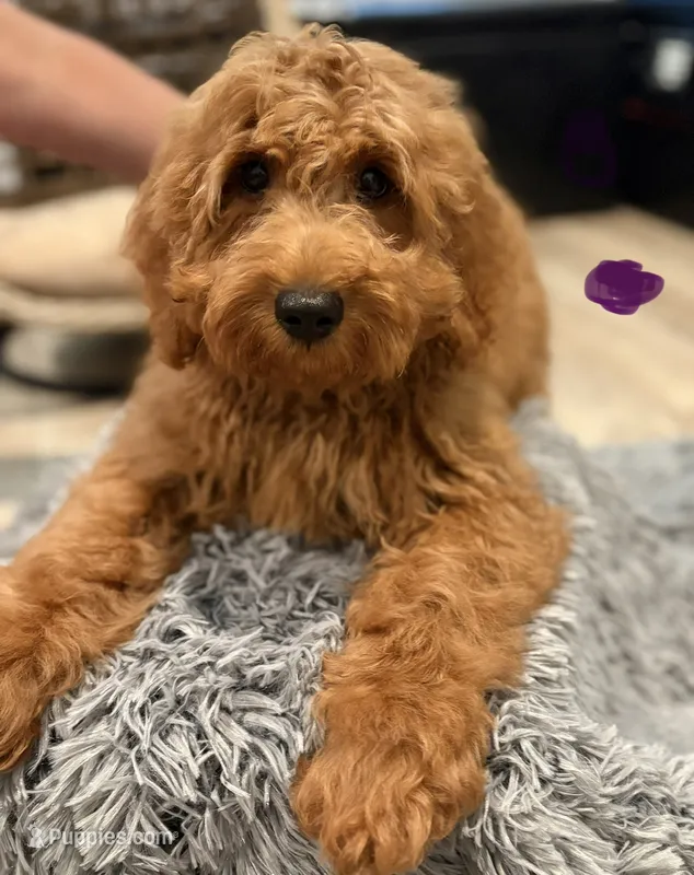 Dark Green Girl  – Goldendoodle puppy for sale in Houston, TX