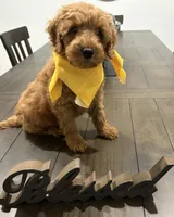 Yellow Boy, a male Double Doodle for sale in New Caney, TX – 5 of 6