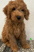Light Green Boy, a male Double Doodle for sale in New Caney, TX – 4 of 8
