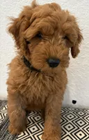 Black Girl , a female Double Doodle for sale in New Caney, TX – 2 of 7