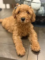 Black Girl , a female Double Doodle for sale in New Caney, TX – 4 of 7