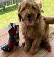 Light Green Boy, a male Double Doodle for sale in New Caney, TX – 5 of 8