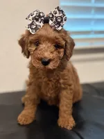 Black Girl , a female Double Doodle for sale in New Caney, TX – 3 of 7