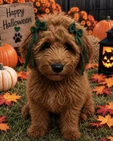 Dark green , a female Goldendoodle for sale in Houston, TX – 5 of 8