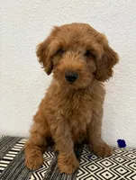 Dark Blue Boy, a male Goldendoodle for sale in Houston, TX – 5 of 6