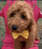 Yellow Boy, a male Goldendoodle for sale in Houston, TX – 3 of 10