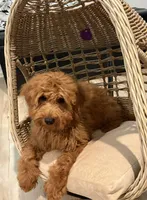 Purple Girl , a female Goldendoodle for sale in Houston, TX – 2 of 8